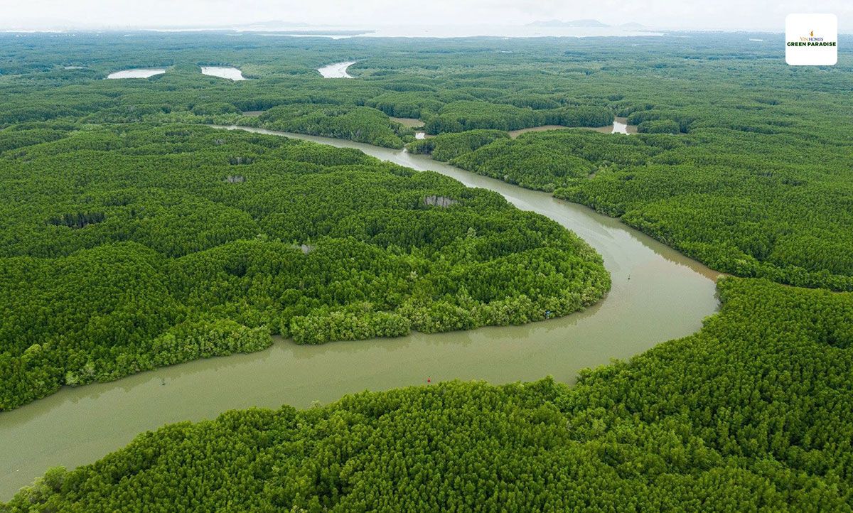 Hình ảnh Rừng ngập mặn Cần Giờ, khu dự trữ sinh quyển thế giới được UNESCO công nhận