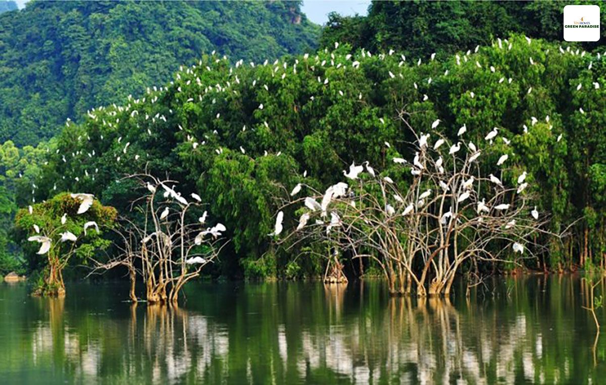 Rừng ngập mặn Cần Giờ là nơi trú ngụ của nhiều loài chim quý hiếm